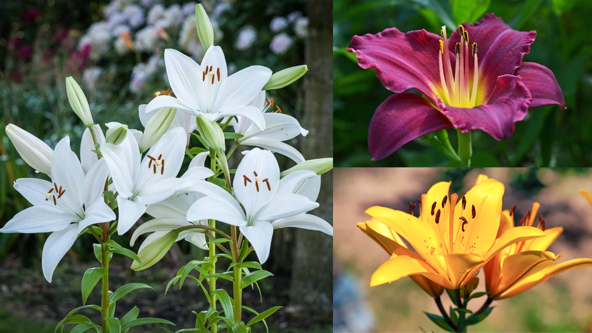 Các Loại Hoa Bách Hợp Phổ Biến Hiện Nay